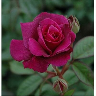 Intrigue Floribunda Rose