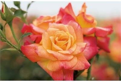Joseph's Coat Climbing Rose
