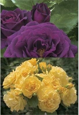 Julia Child And Ebb Tide Twofer Tree