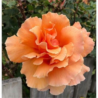 Just Joey Hybrid Tea Rose