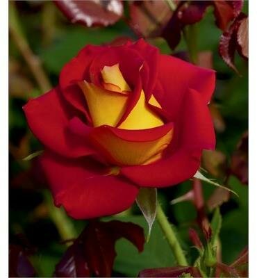 Ketchup & Mustard Rose