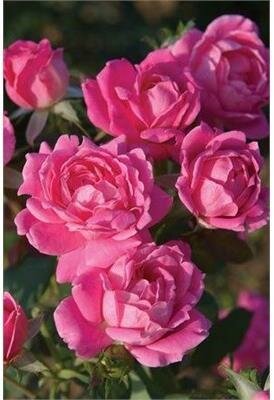 KnockOut White Shrub Rose