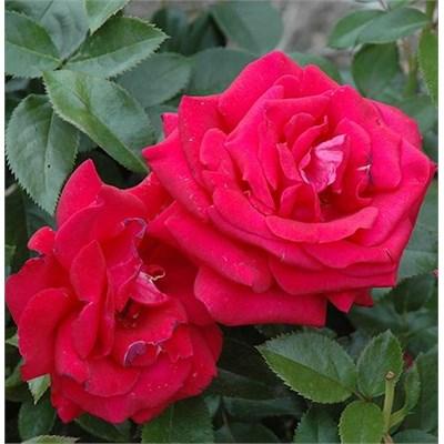 Lasting Love Hybrid Tea Rose