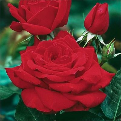 Mister Lincoln Hybrid Tea Rose