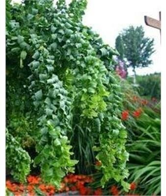 Twisty Baby Robinia Tree