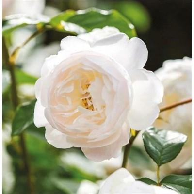 Desdemona David Austin Rose