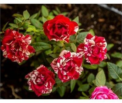 Easy Charmer Mini Rose