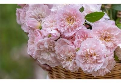 Elizabeth David Austin Rose