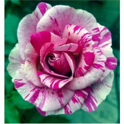 Fly So High Climbing Rose