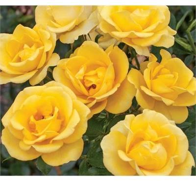 Glided Sun Floribunda Tree Rose