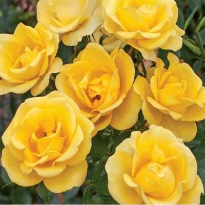 Glided Sun Floribunda Tree Rose
