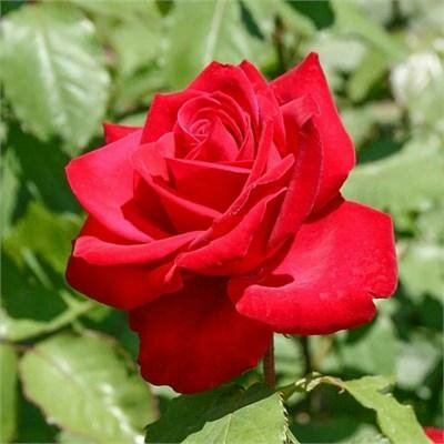 Olympiad Hybrid Tea Rose