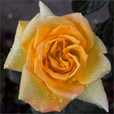 Oregold Hybrid Tea Rose
