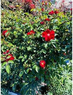 Red Flower Carpet Rose Tree