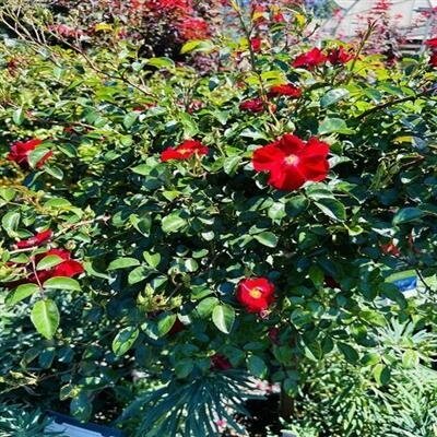 Red Flower Carpet Rose Tree