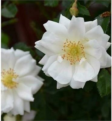 White Flower Carpet Rose Tree