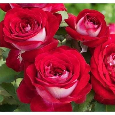 Love At First Sight Rose