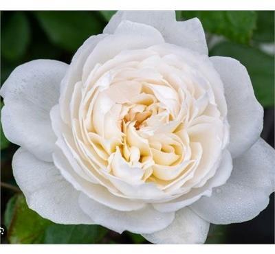 Bolero Floribunda Rose