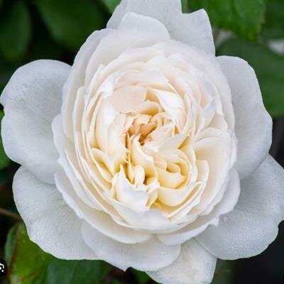 Bolero Floribunda Rose - image 2