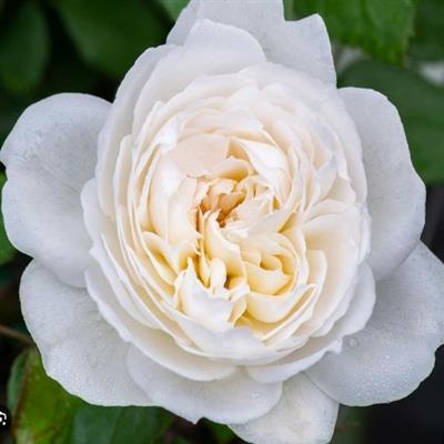 Bolero Floribunda Rose - image 2