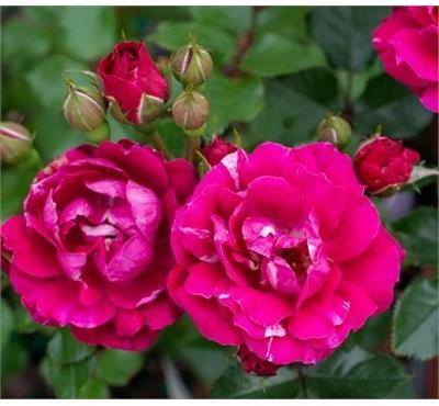 Sunblaze Candy Mini Rose