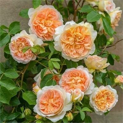Bathsheba David Austin Rose