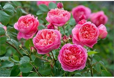 Boscobel David Austin Rose