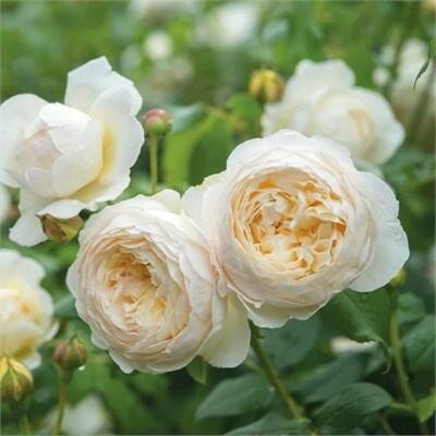 Claire Austin David Austin Rose