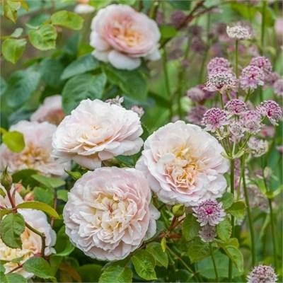 Emily Bronte David Austin Rose - Triple Tree Nurseryland