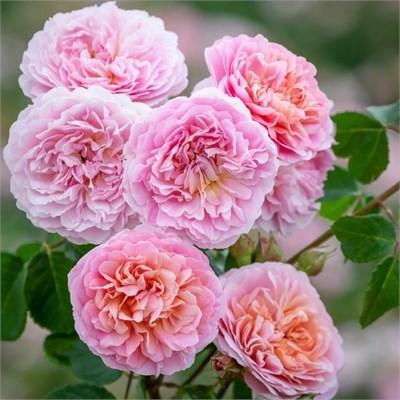 Eustacia Vye David Austin Rose