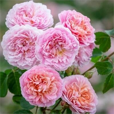 Eustacia Vye David Austin Rose