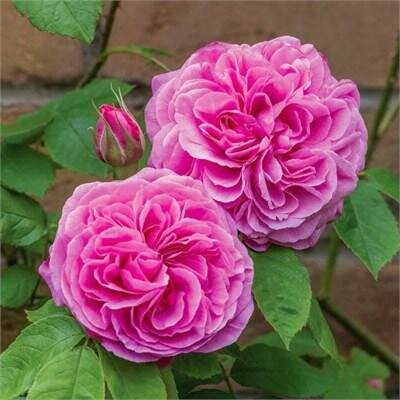 Gertrude Jekyll David Austin Rose