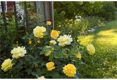 Easy Elegance High Voltage Rose