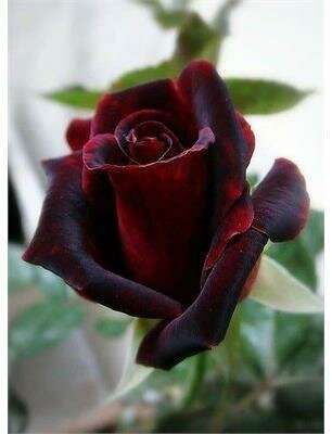 Black Baccara Hybrid Tea Rose