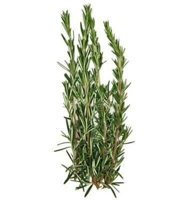 Culinary Blue Spires Rosemary