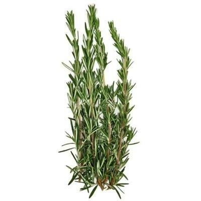 Culinary Blue Spires Rosemary