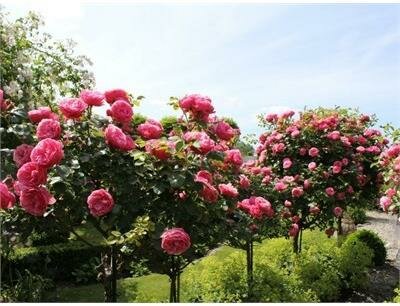 Pink Supreme Flower Carpet Rose Tree