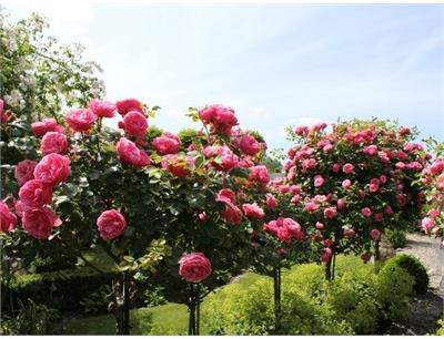Pink Supreme Flower Carpet Rose Tree