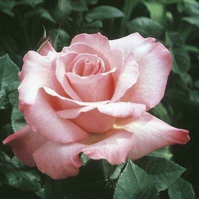 First Prize Hybrid Tea Rose