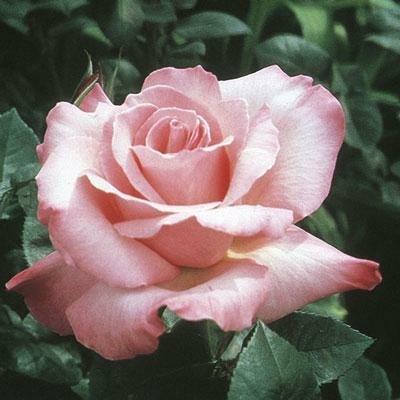 First Prize Hybrid Tea Rose