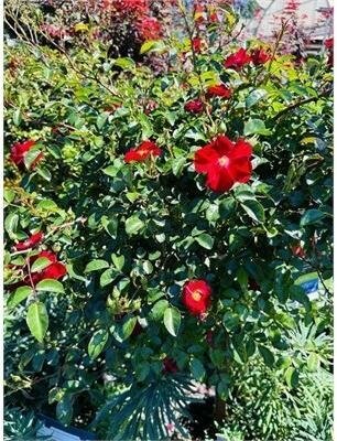 Red Flower Carpet Rose Tree