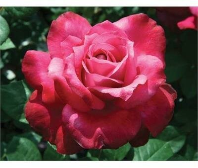 Girls' Night Out Hybrid Tea Rose
