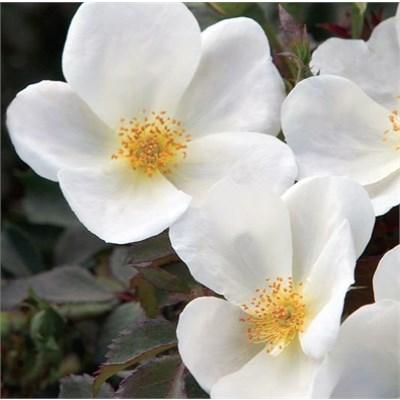 White KnockOut Shrub Rose