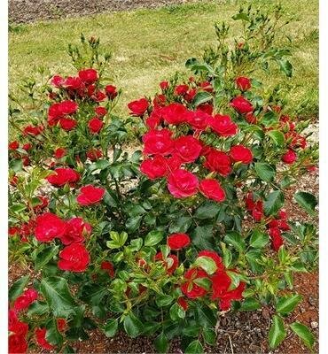 Mini Cherry Flower Carpet Rose