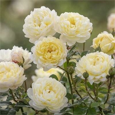 Nye Bevan David Austin Rose