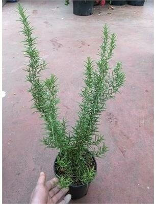 Blue Spires Edible Rosemary