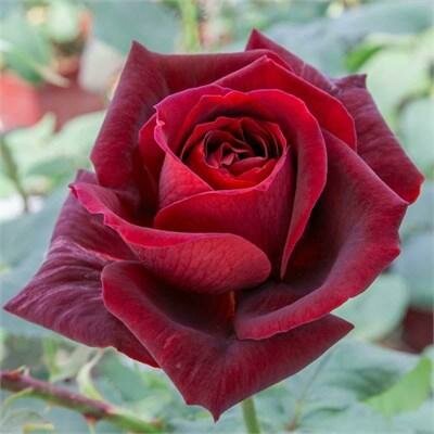 Papa Meilland Hybrid Tea Rose