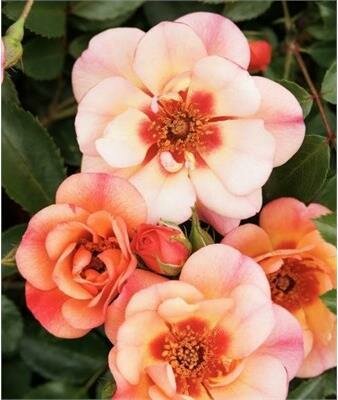 Peach Flower Carpet Rose
