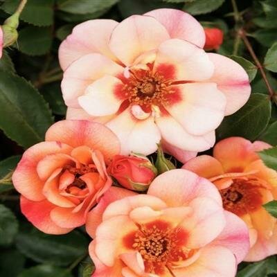 Peach Flower Carpet Rose - image 2