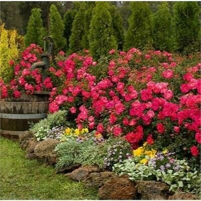 Pink Supreme Flower Carpet Rose